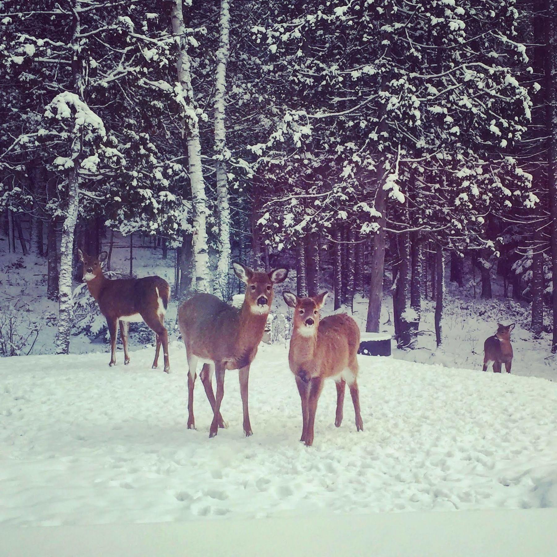 Rustique Crds Tremblant Chalet Lac Superieur